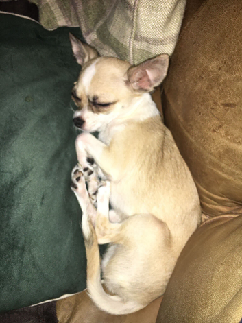 1 year old chihuahua