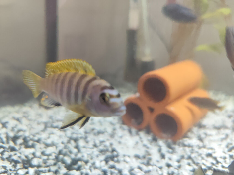 Malawi cichlid hybrid Mbuna