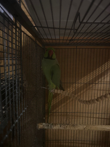 Ringneck