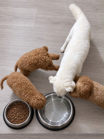Gorgeous goldendoodle puppies