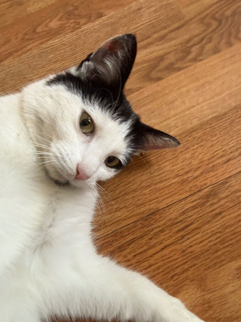 My cat