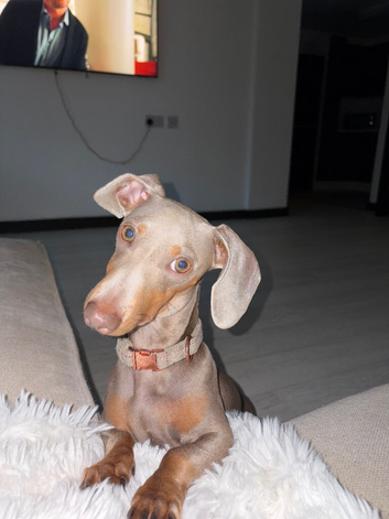 Miniature smooth haired dachshund