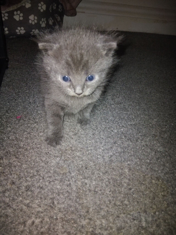 2 Gray kittens