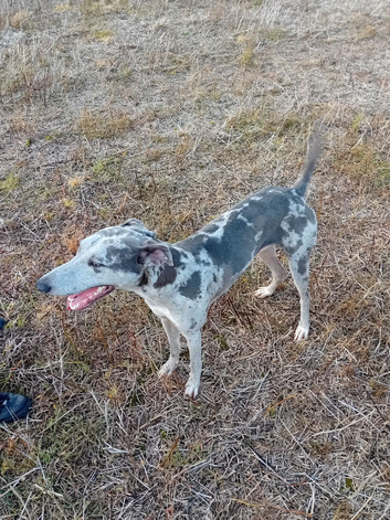 Collie greyhound hound
