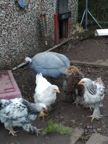 Brahma boys, mottled, dark - white ? Pullet see description