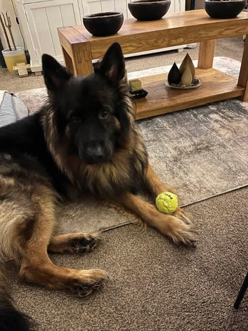 Male German Shepherd for rehoming