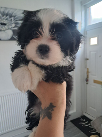 ALL PUPPIES SOLD!.!!