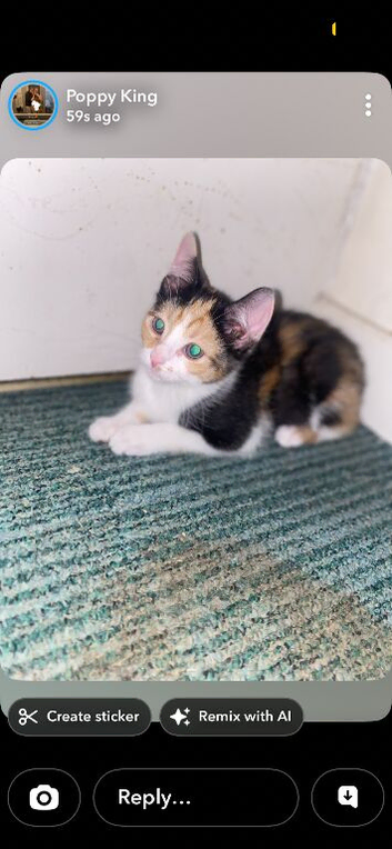 12 week old kitten nearly 13 weeks