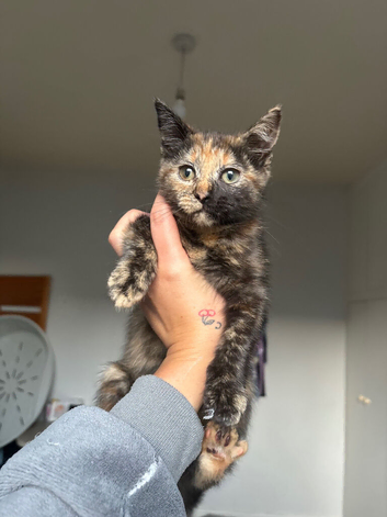 Female kitten