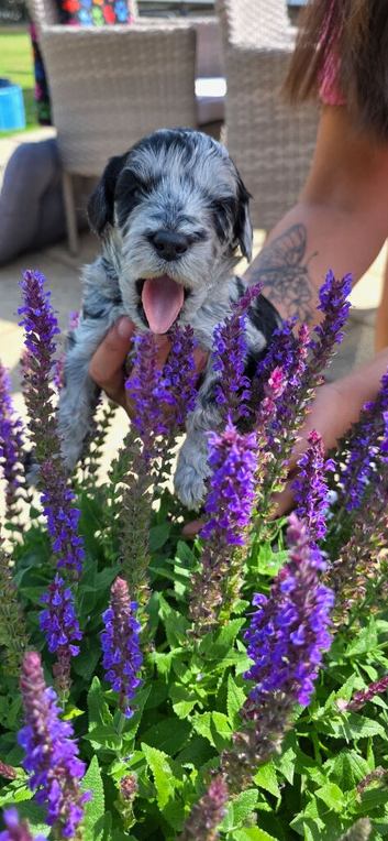 Cockapoos absolutely beautiful