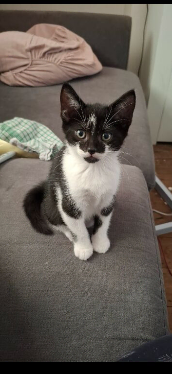Kitten for sale