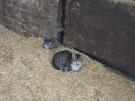 Farm kittens for sale