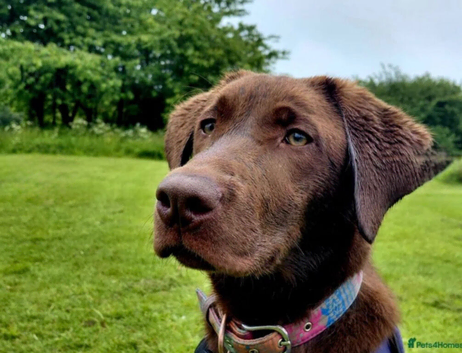Labrador retriever, six months old