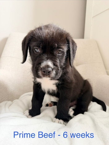 F1 GIANTS: Old English Sheepdog X Dogue De Bordeaux!