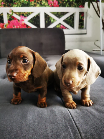 Miniature dachshund