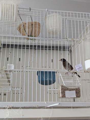 2025 Black Goldfinch Proven Pair