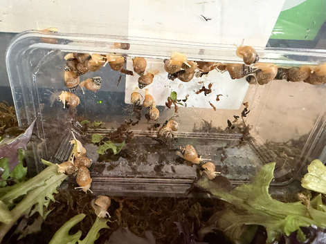 Baby Giant African land snails