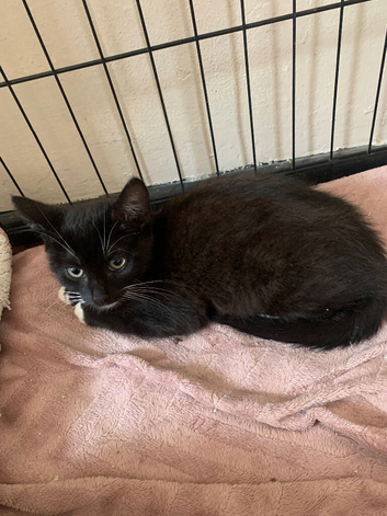 Last male kitten in litter