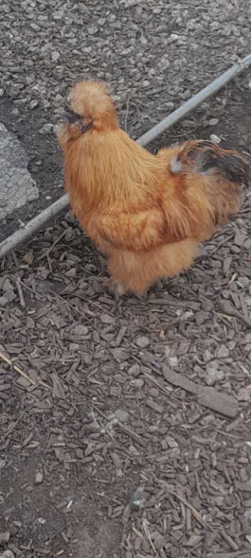 Gourgouse red silkie cockrell