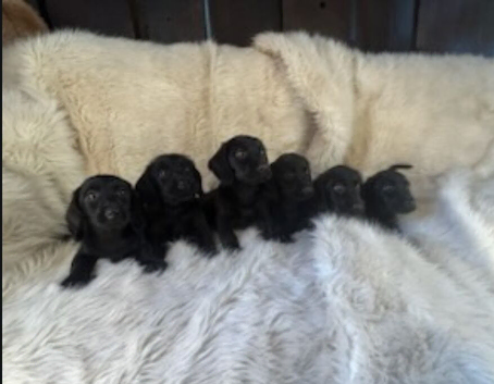 8 labrador x teckel dachund puppies