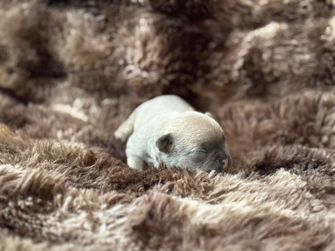 Beautiful pedigree French bulldog puppies