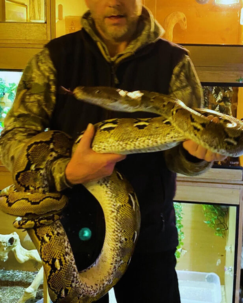 Lovely tame large reticulated python