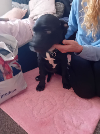Rottweilerx pocketbully