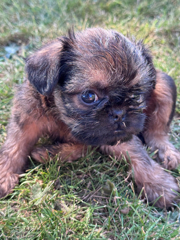Red Rough Brussels Griffon KC registered