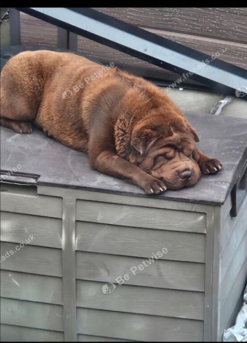 5mth old boy puppie