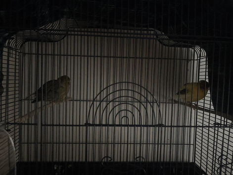 A breeding pair of border canaries