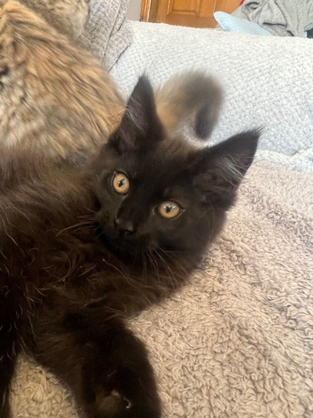 Beautiful Maine Coon kittens