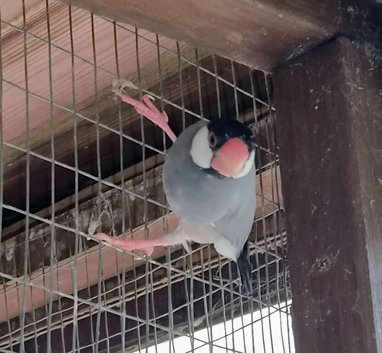 Pair of 2025 Java sparrows