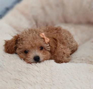 Asian Toy Poodle