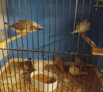 Baby zebra Finches