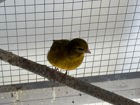 Raza Canary cock birds only