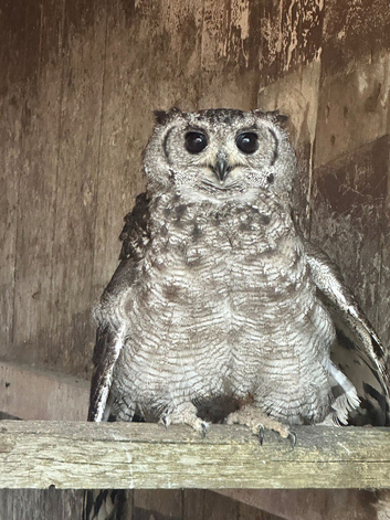 Vermiculated Eagle Owl