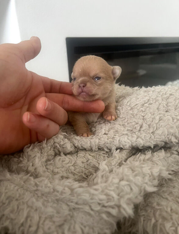Chihuahua pups