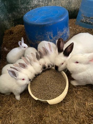 Adorable Californian & Newzealand White baby bunnies