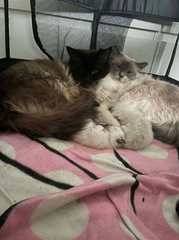 Ragdoll
