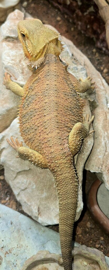 1 year old female