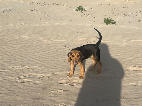 Beagle