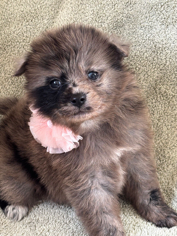 Beautiful Merrill puppies