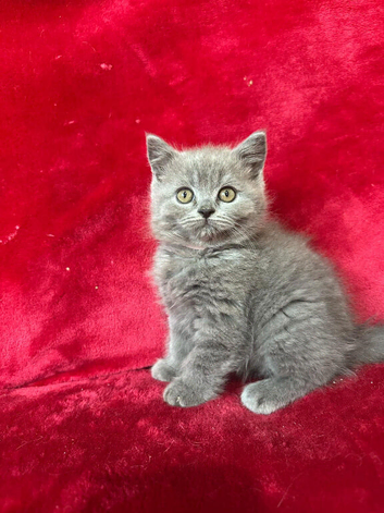 Top pedigree bsh kittens chunky big smiles ready now