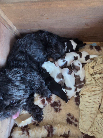 Shih Tzu Pups For Sale