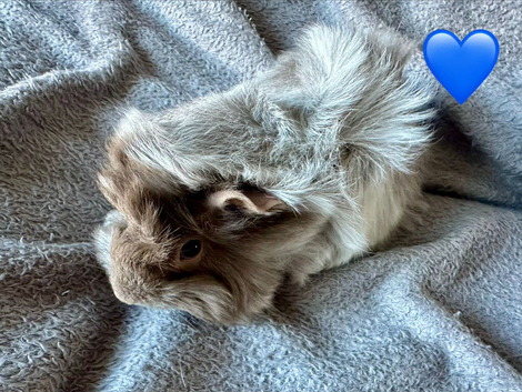 Baby Funky Boar