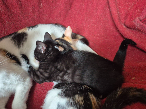 Maincoon x Siamese Babies, Ready for forever LOVING homes.