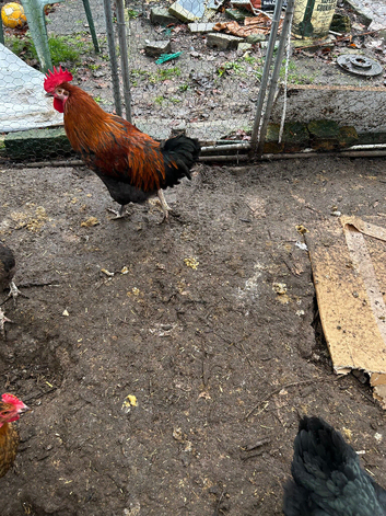 Chicken for sale