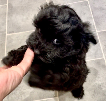 Stunning Fully DNA Health Tested F1 Maltipoo Puppies