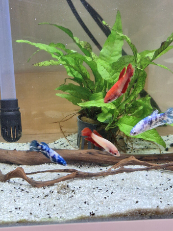 Two blue betta fish