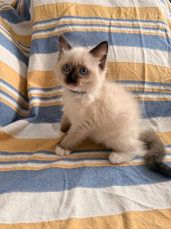 5 beautiful ragdoll kittens
